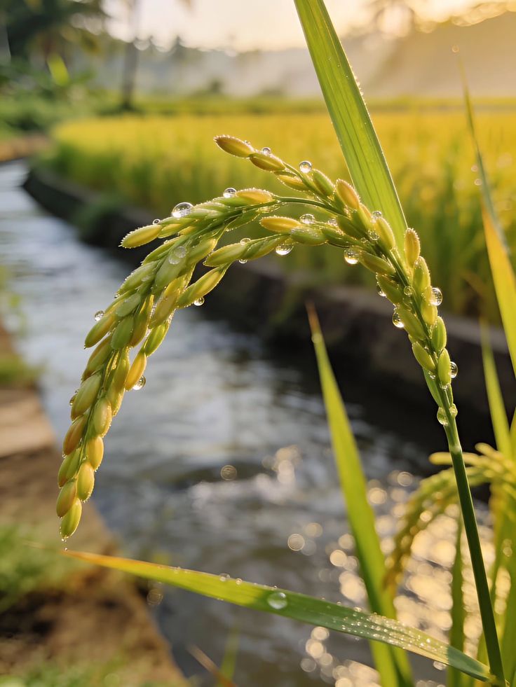 Al-Shams Premium Rice Field